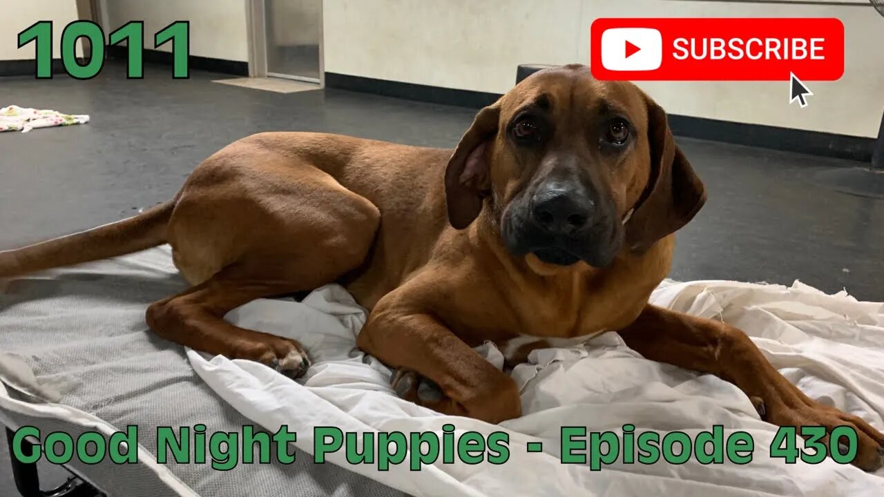 [1011] GOOD NIGHT PUPPIES - EPISODE 430 [#dogs #doggos #doggies #puppies #dogdaycare]