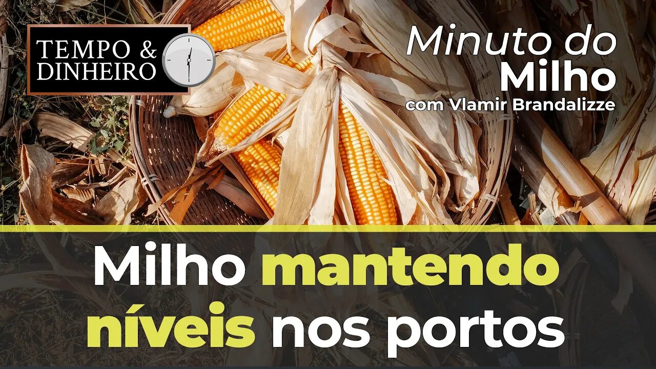 Milho mantendo níveis nos portos