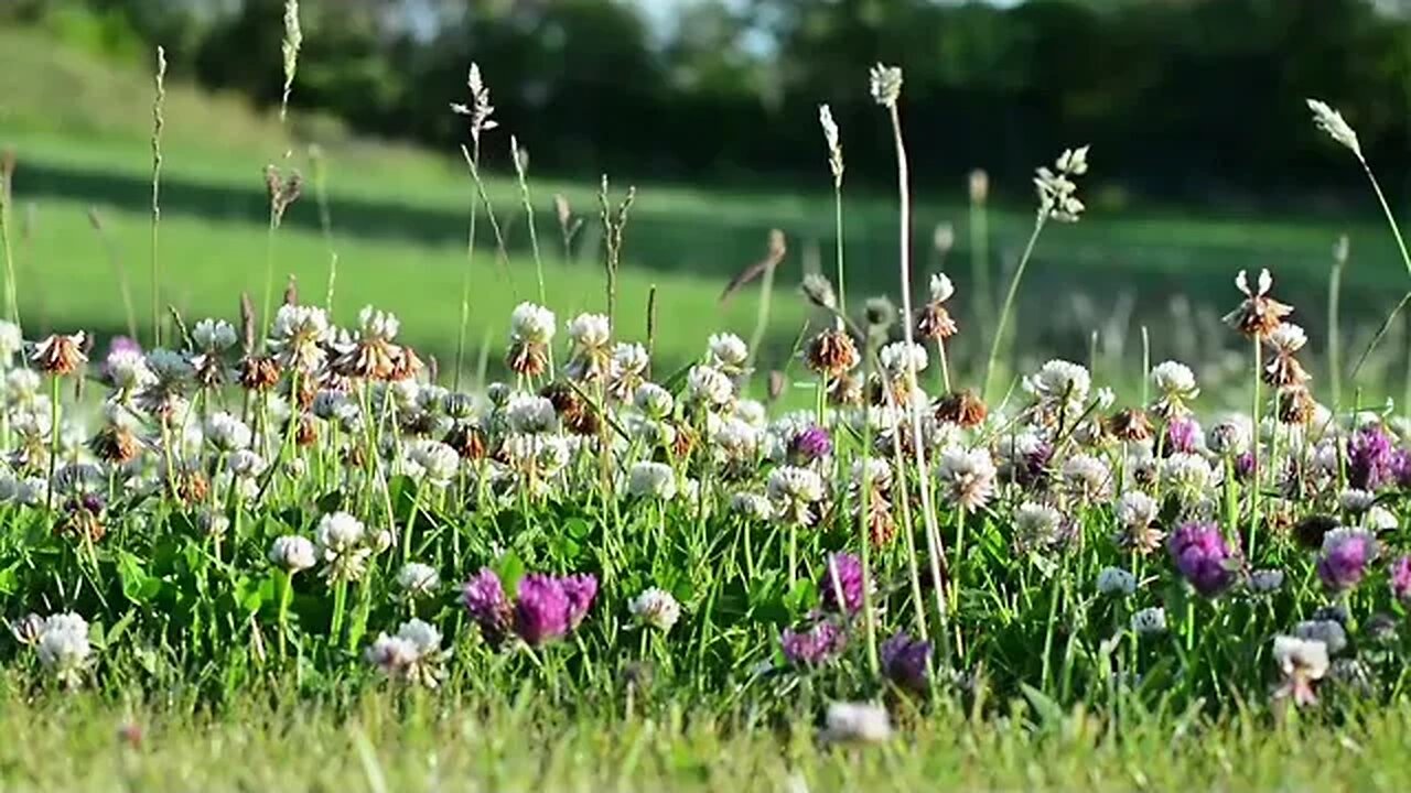 432 Hz FREQUÊNCIA DOS MILAGRES PARA AUMENTAR A ENERGIA POSITIVA RESOLVER CONFLITOS INTERNO