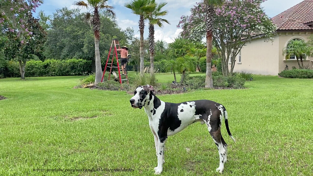 Great Dane Supervises Palm Tree Trimming Yard Work