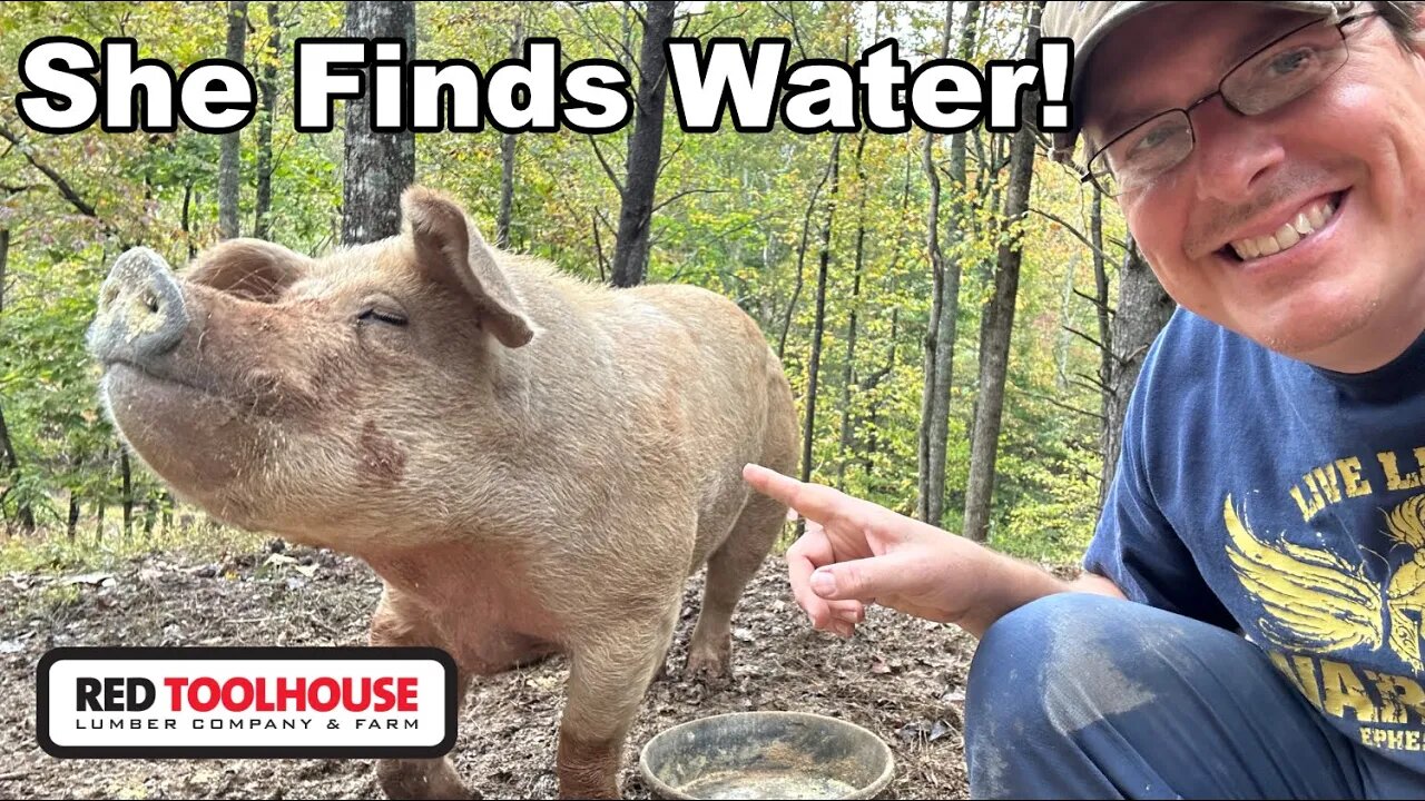 Trying to Find Water on Your Property - GET PIGS!!