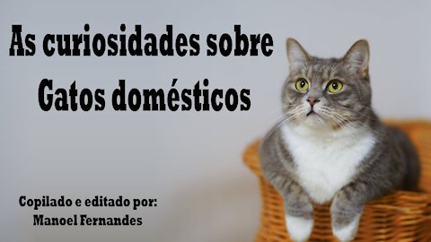 As curiosidades sobre gatos domésticos!