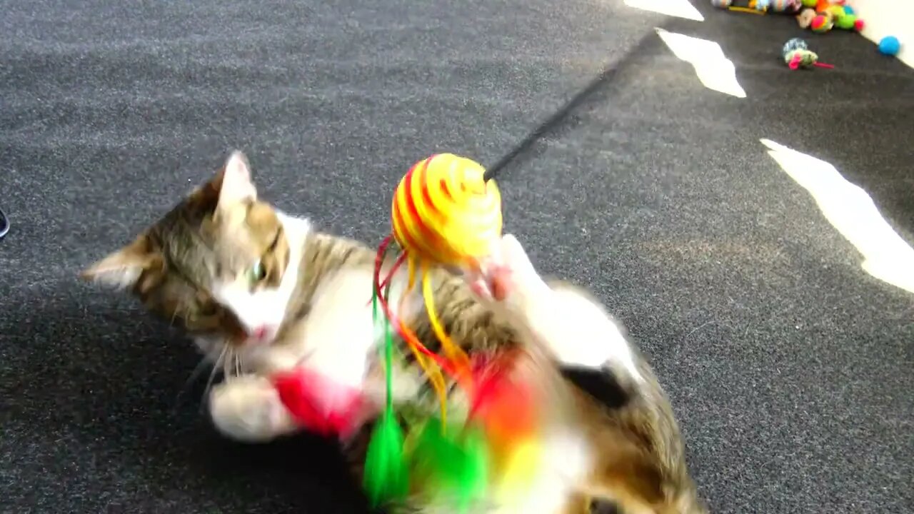 Kitten's Foot Got Stuck in the Toy