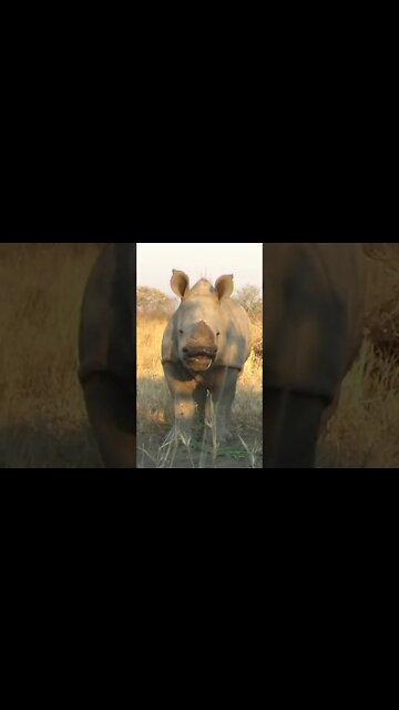 Baby White (Square-lipped) Rhinoceros #shorts