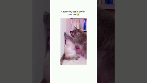 Time for date 😂😂😂😂💯 #shorts #shortsvideo #cat