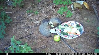 Two baby groundhog siblings fighting over broccoli