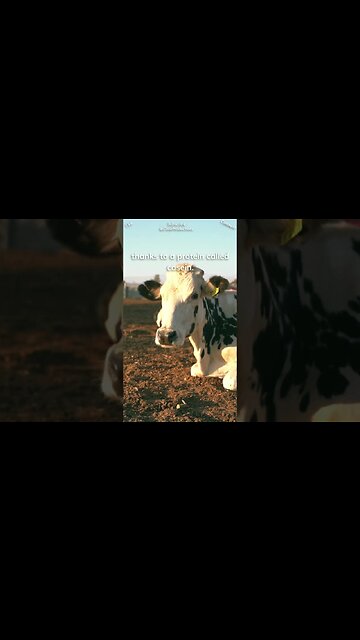 Milk for spice relief