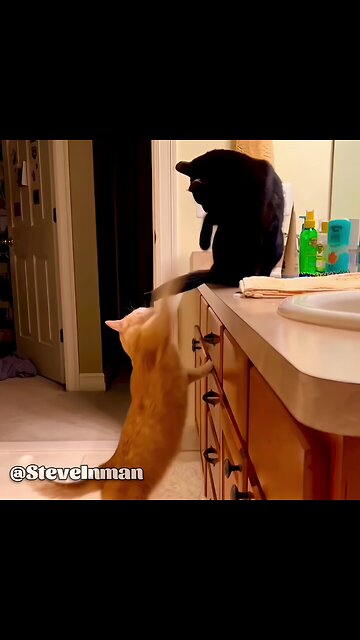 Just some of the many reasons why I love animals.