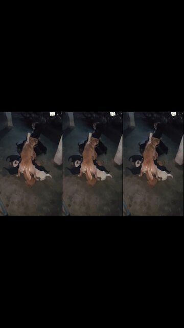 Puppies get the milk - Cute Puppies