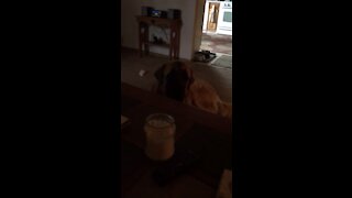 Vocal jealous dog