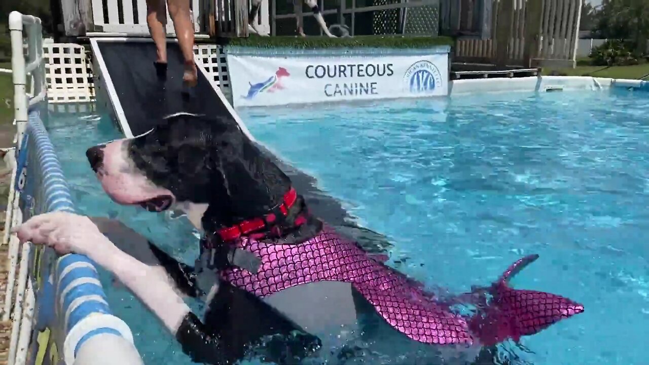 Great Dane loves swimming with her mermaid life jacket