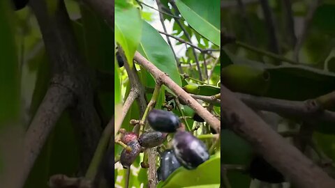 Best summer fruit (Guess)? #trending #nature #viral #shortsvideo #shortsfeed #shorts #reels