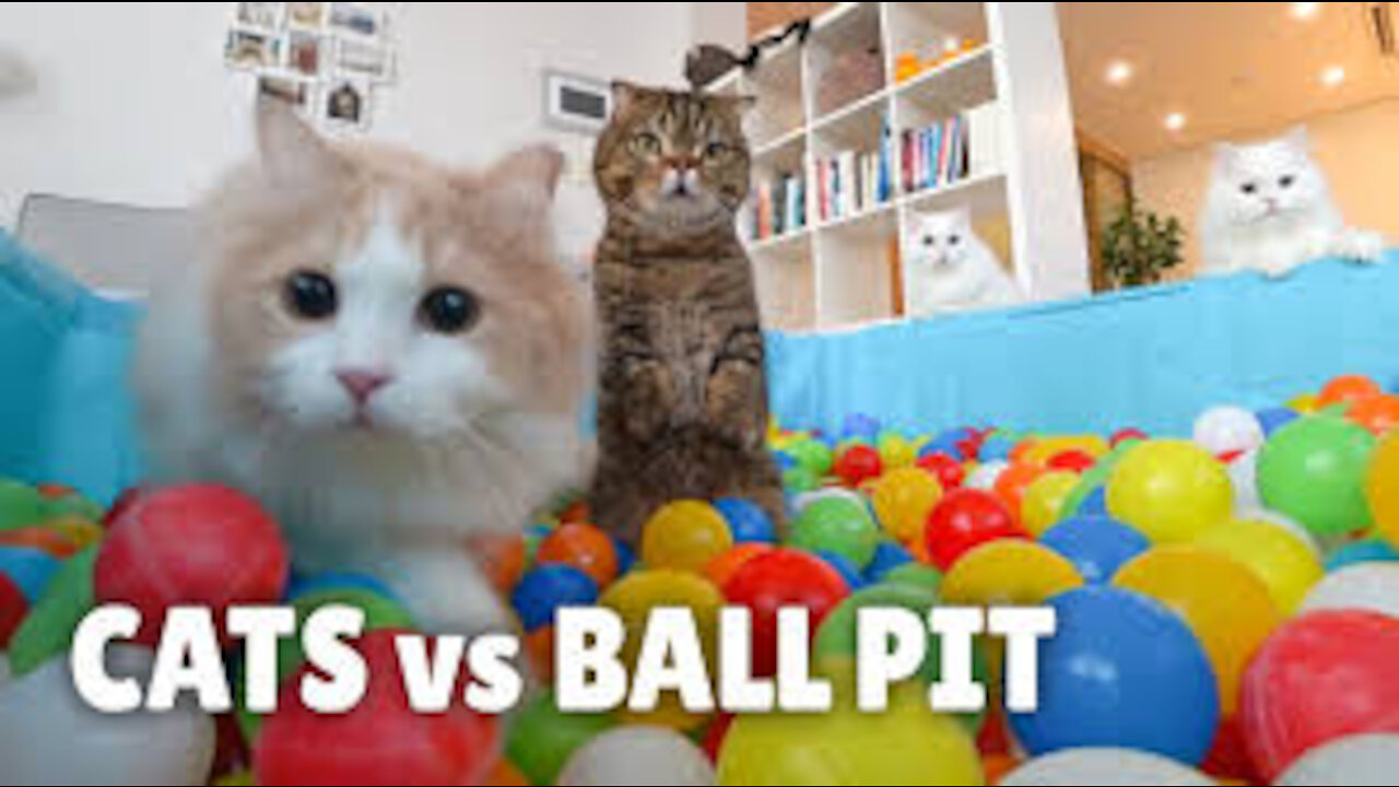 Cat vs ball time