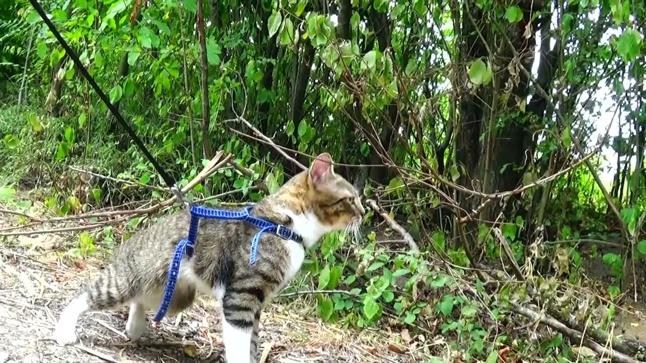 Cat Walks through an Apple Tree Orchard