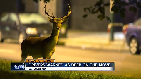 Drivers are warned to keep an eye out for deer on the move
