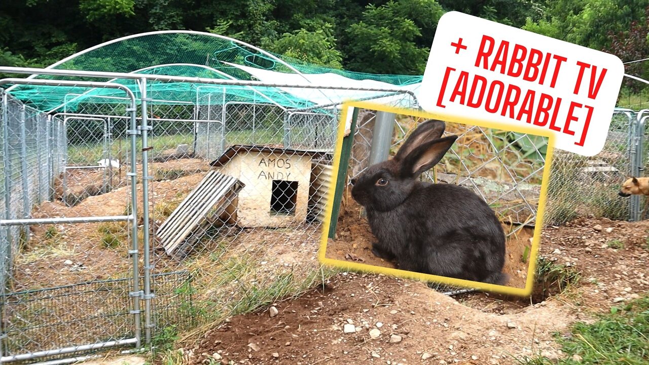 It’s DONE! My RABBIT COLONY Setup