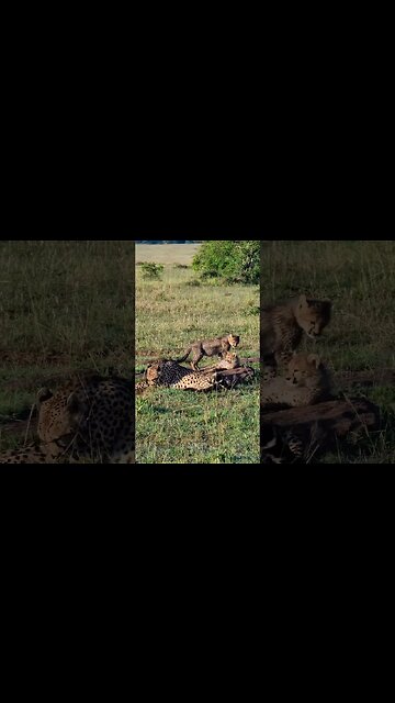 Cheetah Cubs Play #shorts | #ShortsAfrica