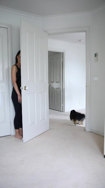 Adorable dog plays hide-and-seek with owner