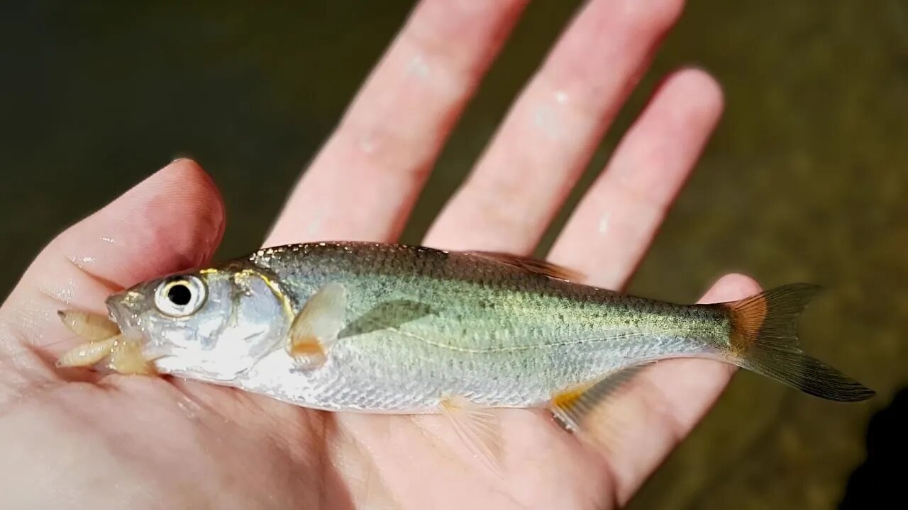 Riffle minnow, schneider (Alburnoides bipunctatus)