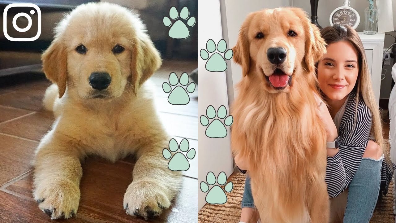Very Best of Tucker Budzyn | Cute and Funny Golden Retriever Puppy videos