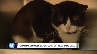 178 cats removed from home in largest animal hoarding case in Oakland County's history