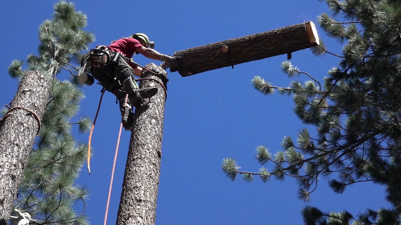 Tahoe Chainsaw Massacre Tahoe Lumberjacks 2 The Magnificent Seven Keepin' It Real (Arbo-Real)