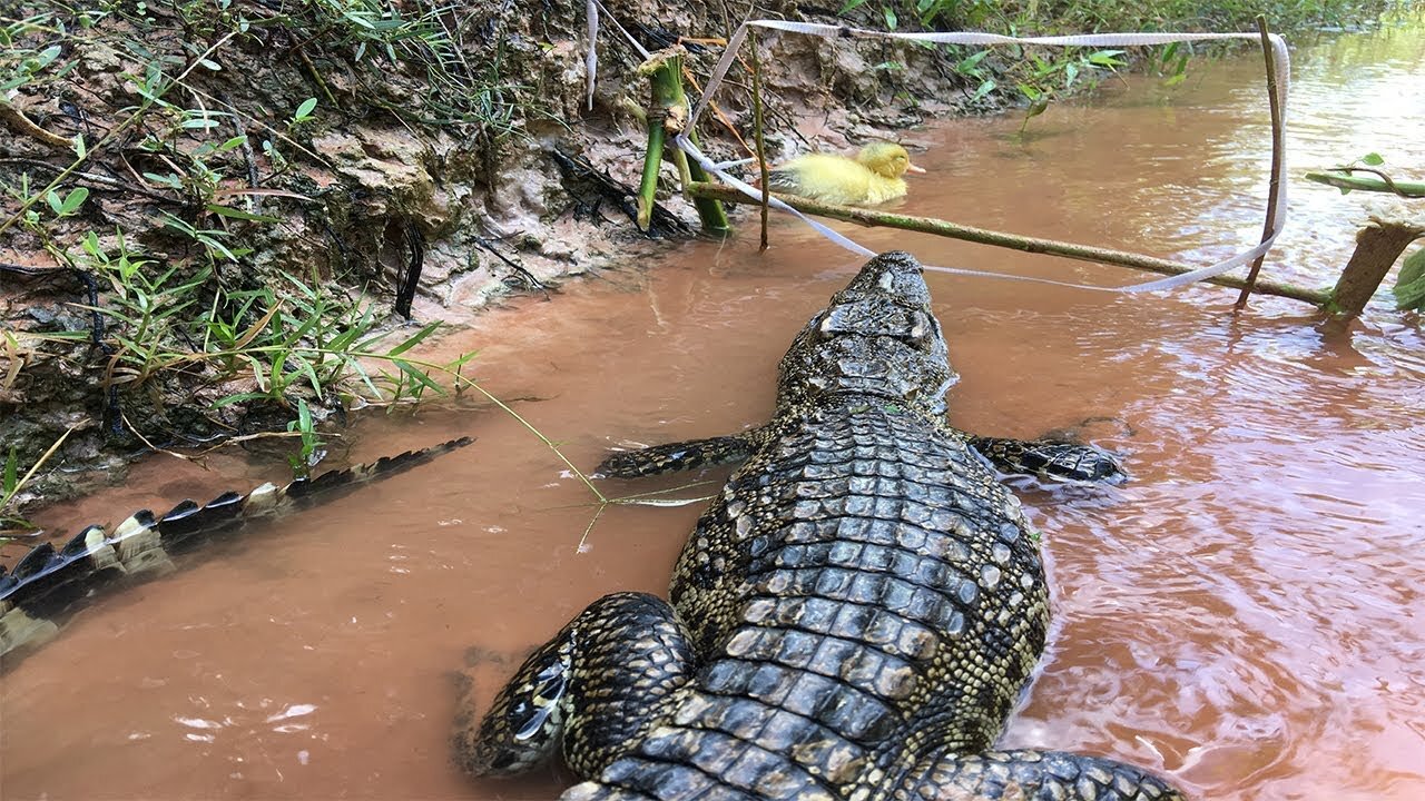 Creative Man Make Quick Crocodile Trap Using Rubber And Baby Duck Use As Bait_How To Catch Crocodile