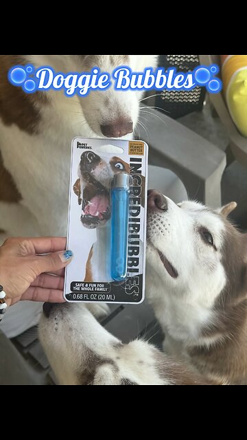 🫧𝐃𝐨𝐠𝐠𝐢𝐞 𝐁𝐮𝐛𝐛𝐥𝐞𝐬🐾🫧