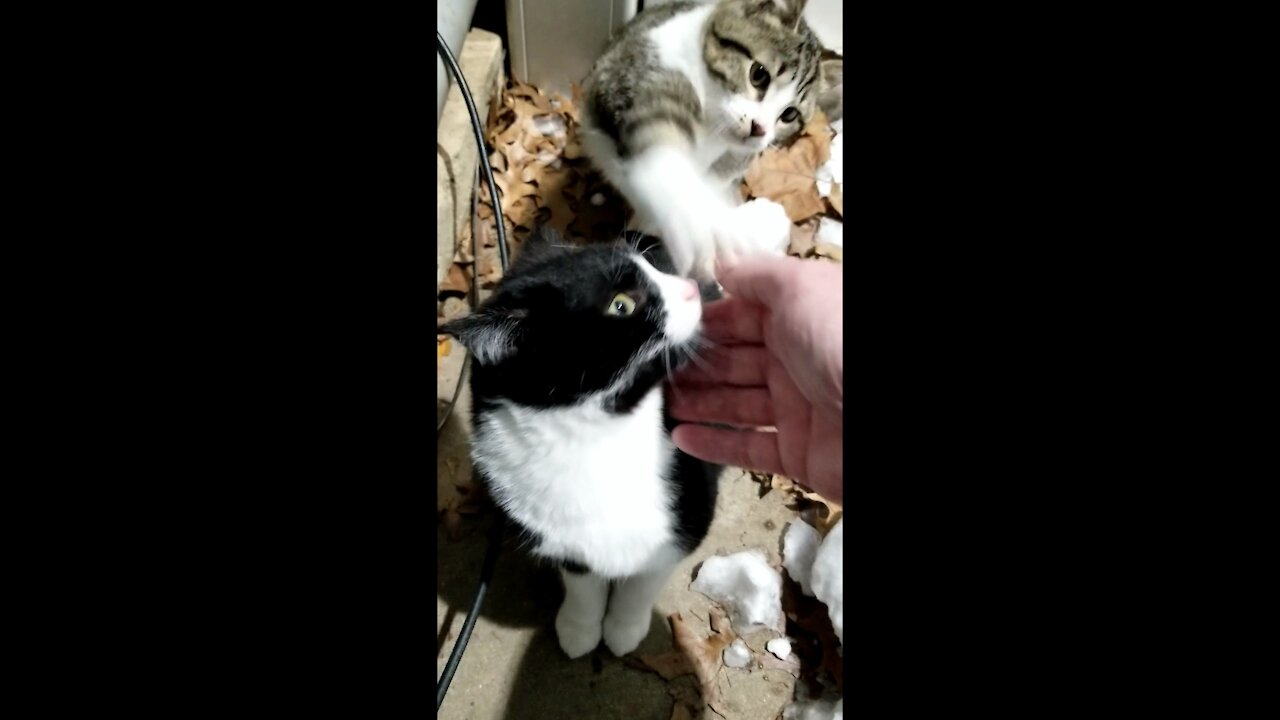 Feeding Jessy, his siblings & getting high 5s from Tiger girl. 😸