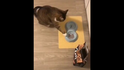 Smart Cat