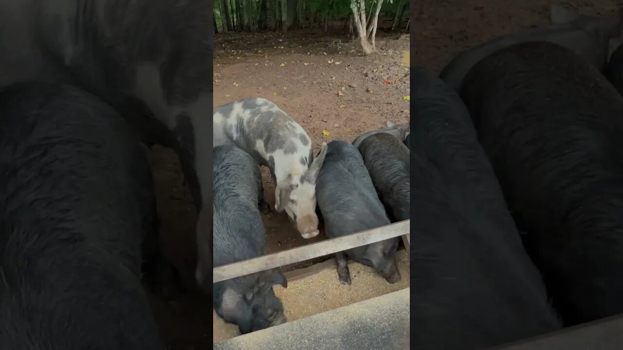 Bullying Boars & a Skinny Waddles