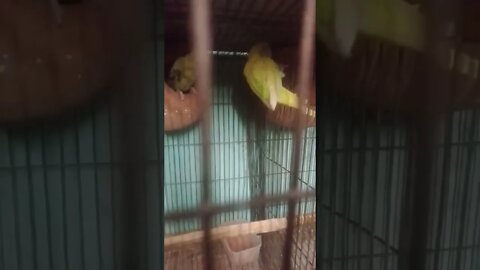 Imagine birds #shorts #voiceofkanij #shortsvideo