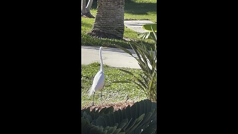 Birds in Paradise 4K