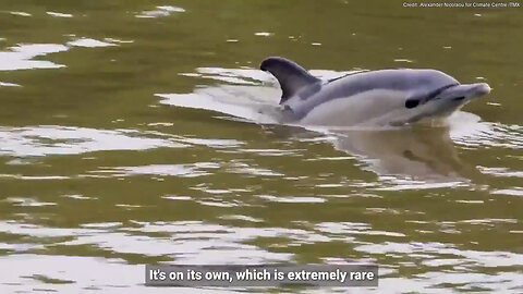 Dolphin Spotted Far Inland, Experts Say 'Red Flag'