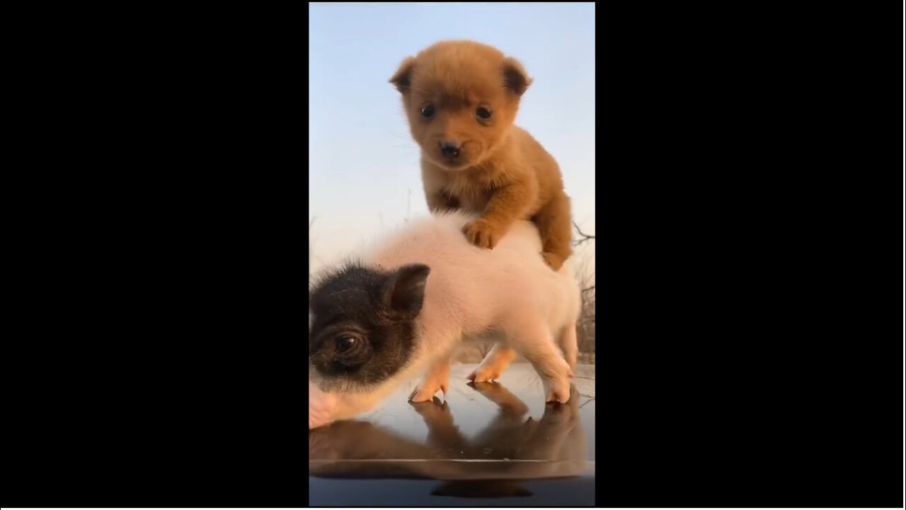 Tiny dog ride a tiny pig so cute ❤💞❤