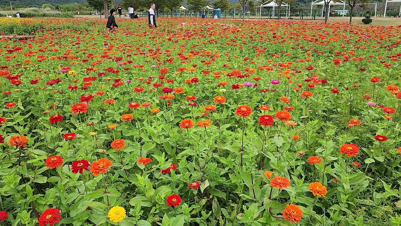 Zinnia flowers