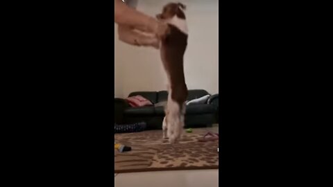 Best funny dancing animal video