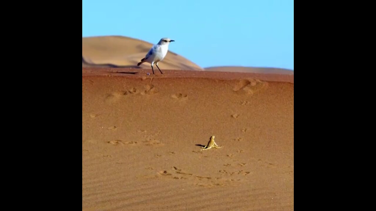 small lizard try to eat bird😱 #animals #birds