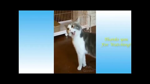 Funny pets and animals videos compilation 2021 #8 - Try not to Laugh