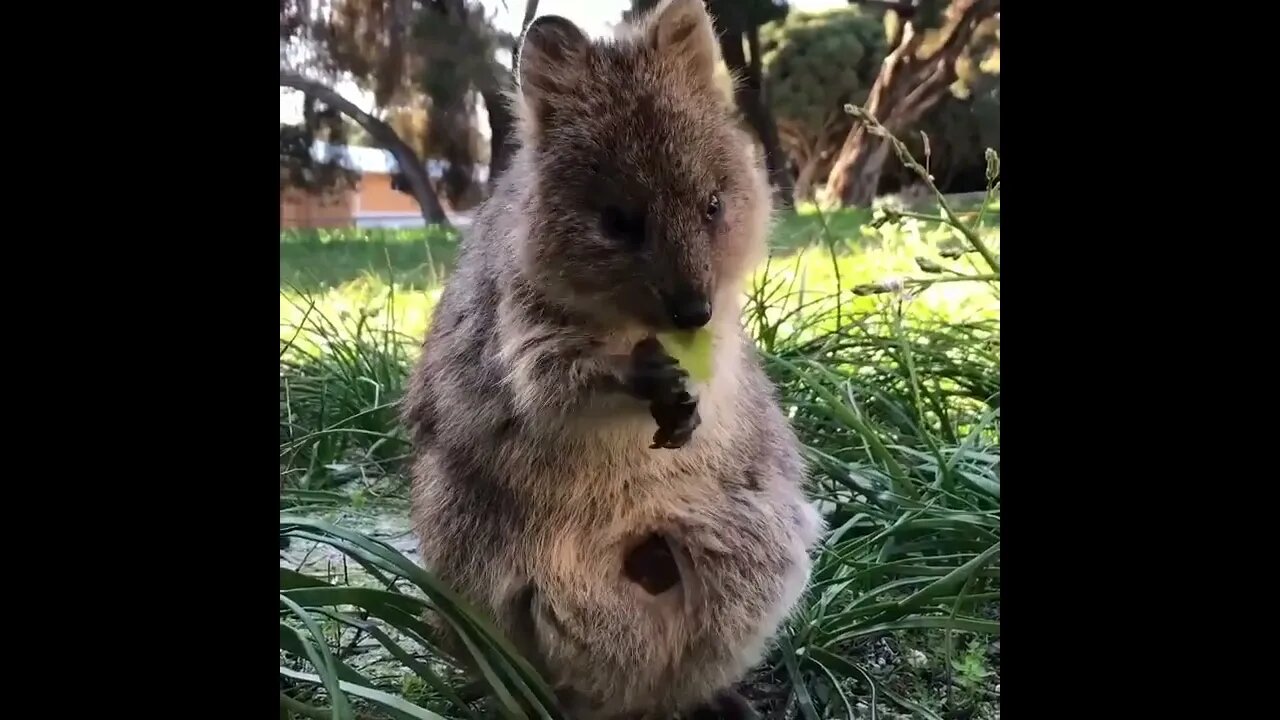 Cute funny Quokka -110