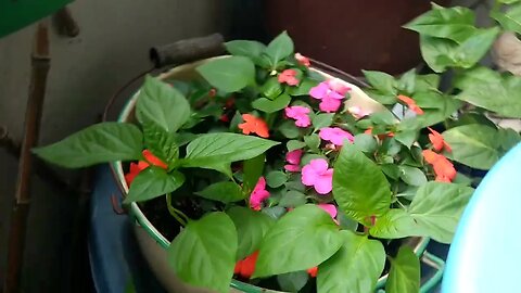 Garden update, enjoy! 😎🌿