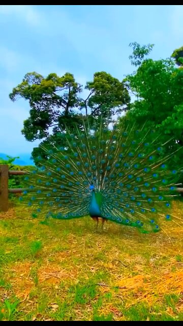 The beauty of peacocks in our farm