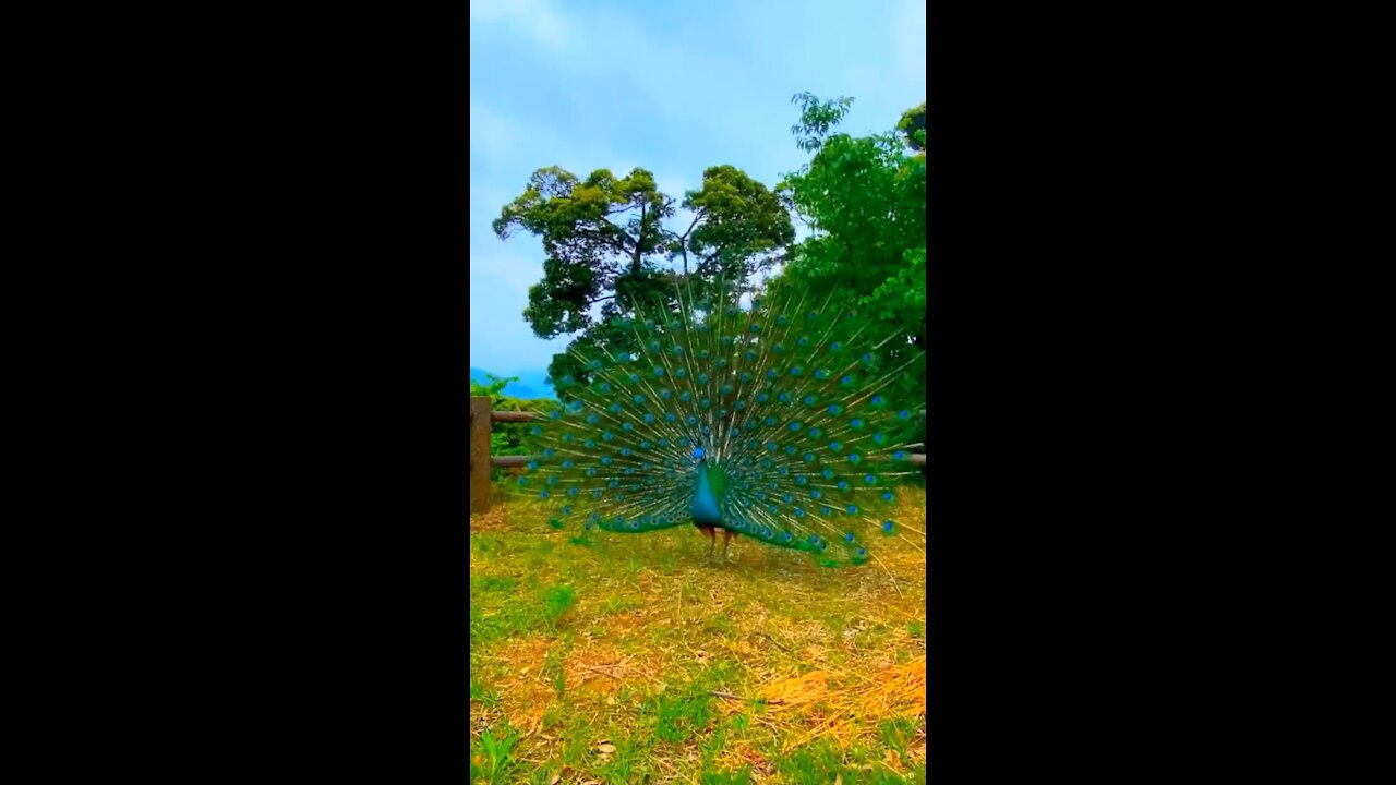 The beauty of peacocks in our farm