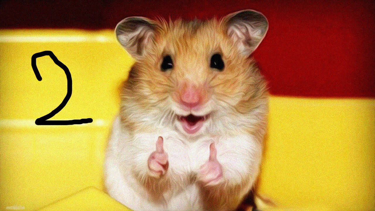 look at this dude - FUNNY HAMSTERS #2