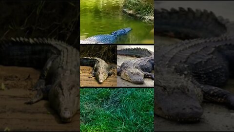 Diferença entre jacaré e caimán 🐊