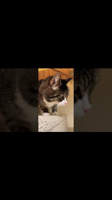 14 Year Old Cat Looks Like Kitten 🐈‍⬛