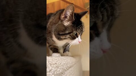 14 Year Old Cat Looks Like Kitten 🐈‍⬛