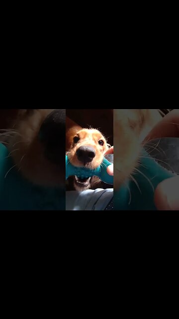 #dogshow, #amimals, #dogs, #shorts