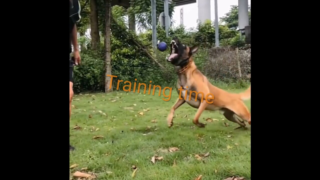 Training dag,you have a dag must watch this.