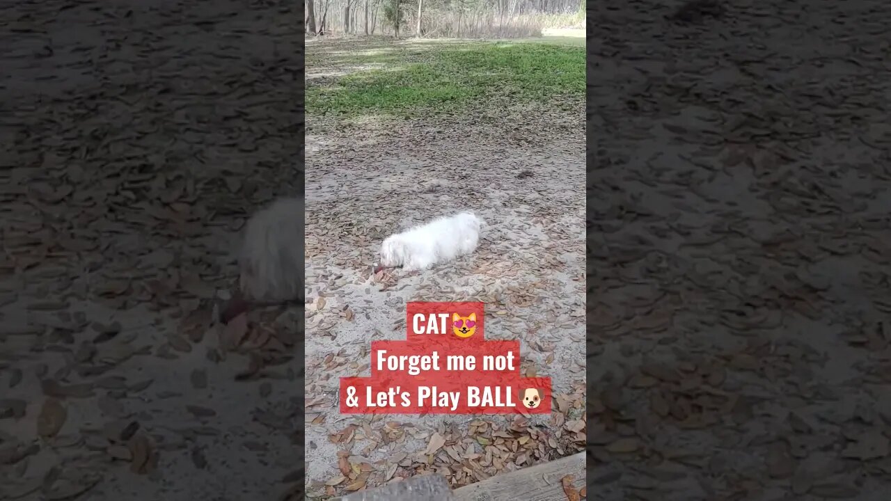 @love2sharevideos Cat forget me not & let's play BALL#dogs #cat